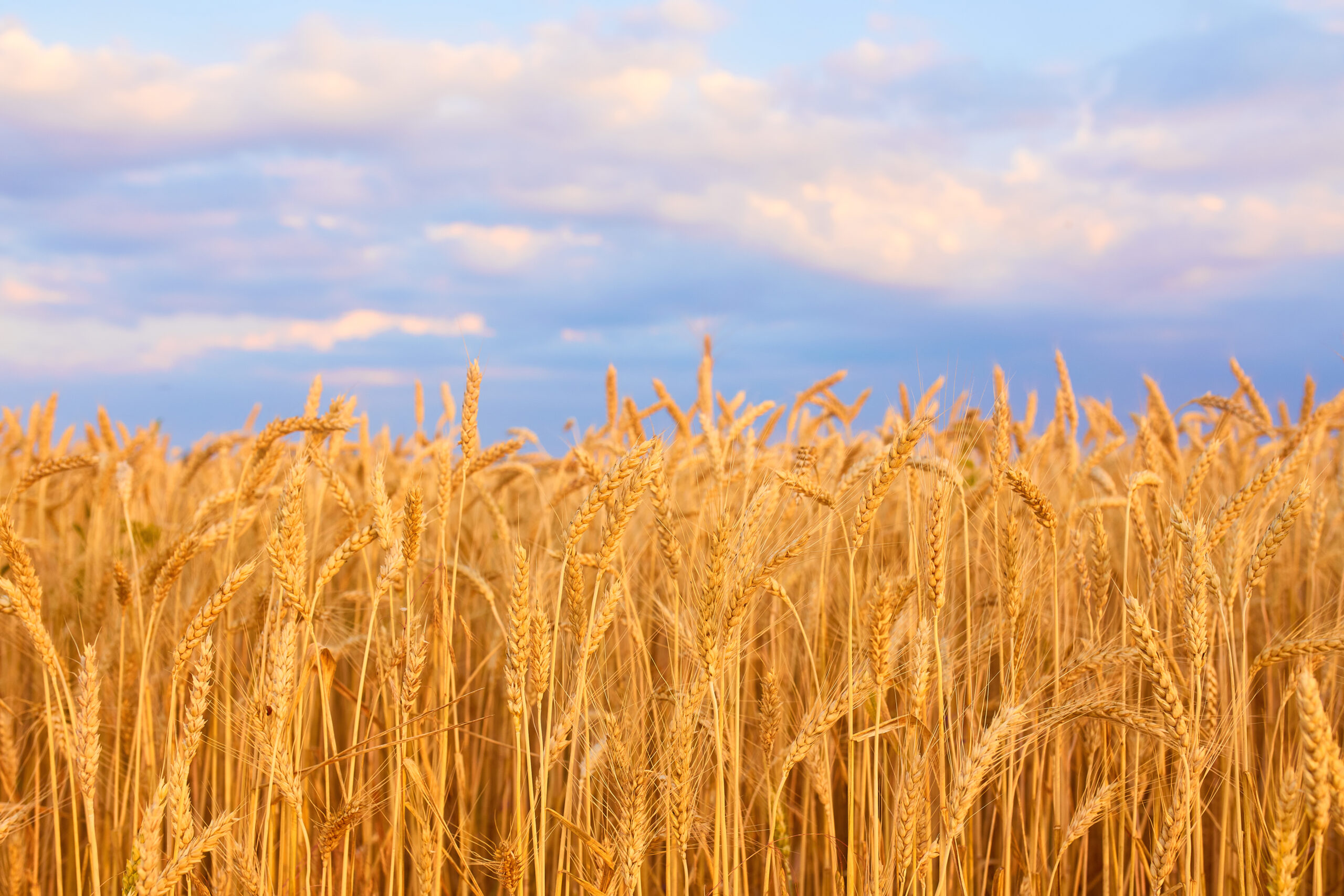 Image of wheat field with blue sky, summer day.